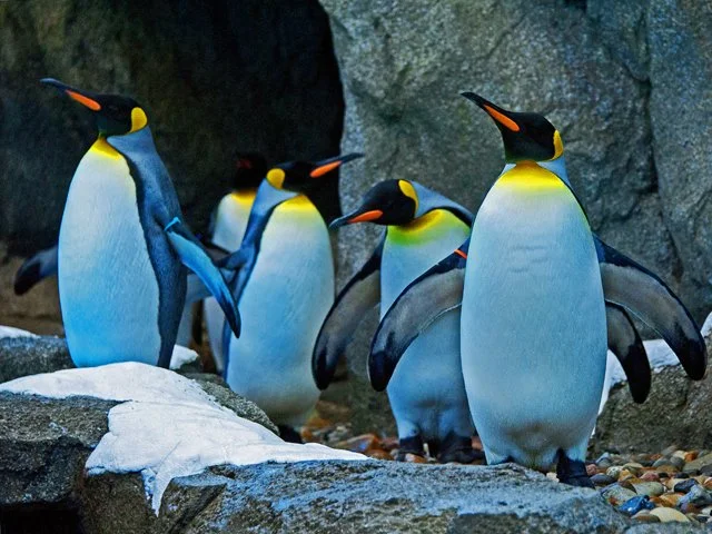 Penguins-068.jpg