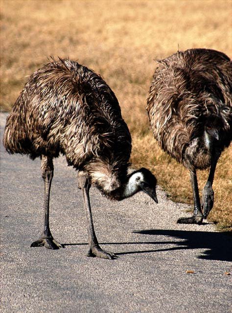 2003 Fossil Rim-106.JPG