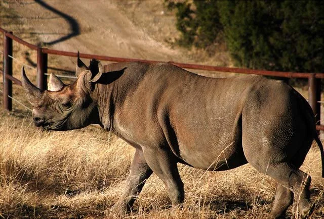2003 Fossil Rim-032.JPG