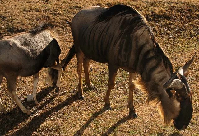 2003 Fossil Rim-101.JPG