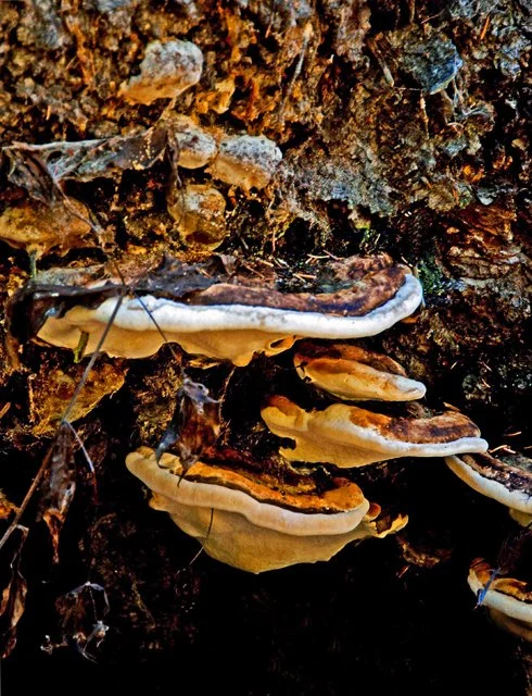 2012 Canyon Walk-350