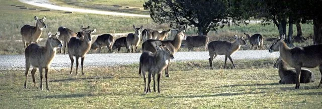 Fossil Rim-073.jpg