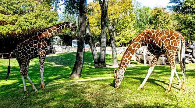 FW Zoo-114.jpg