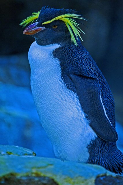Penguins-093.jpg