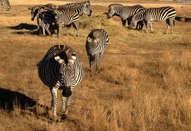 2003 Fossil Rim-088.JPG