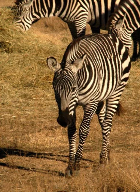 2003 Fossil Rim-085.JPG