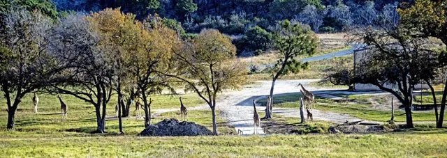 Fossil Rim-138.jpg