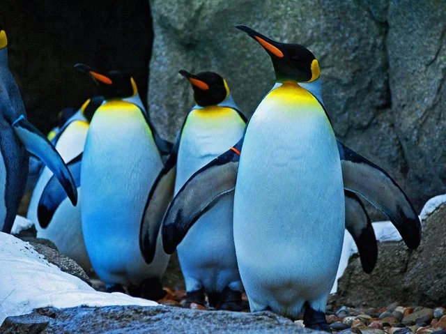 Penguins-066.jpg