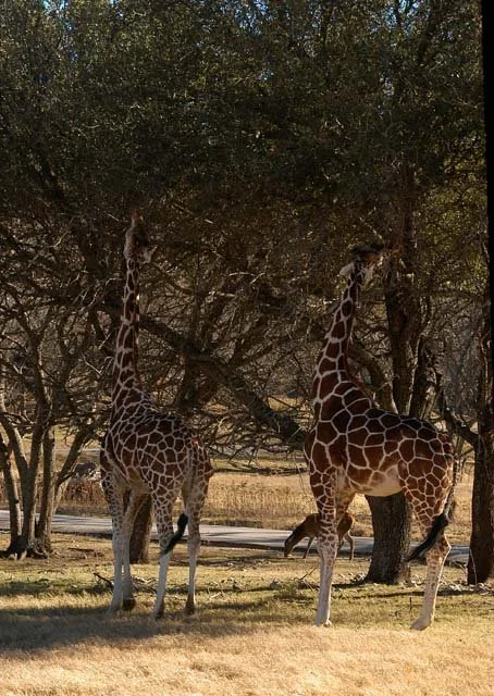 2003 Fossil Rim-177.jpg