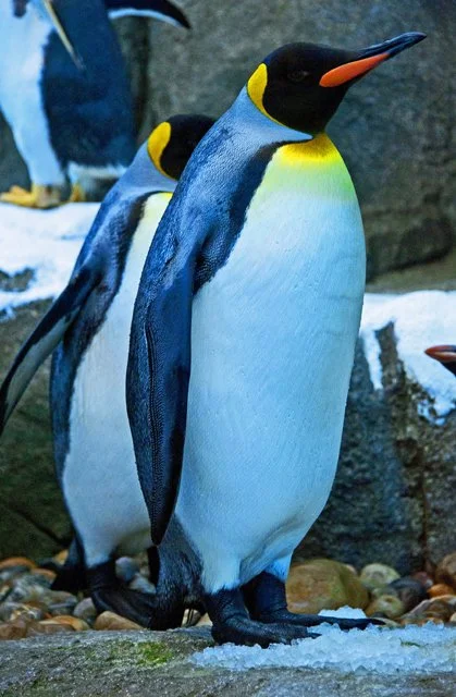 2012 Penguin Plunge-050