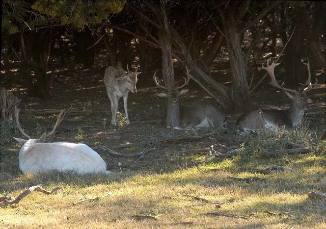 2003 Fossil Rim-168.jpg