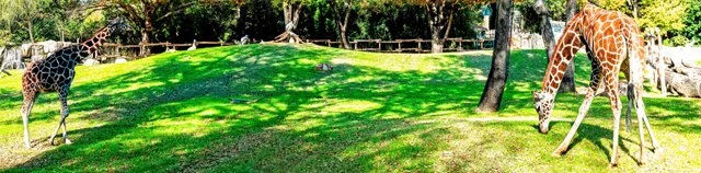 FW Zoo-113.jpg