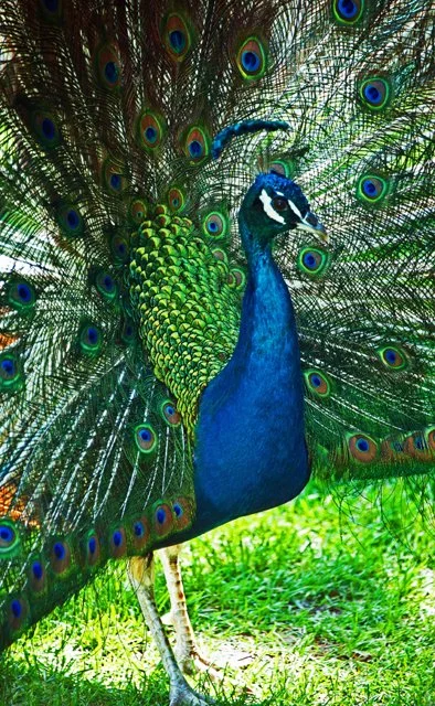 2011 Calgary Zoo-130