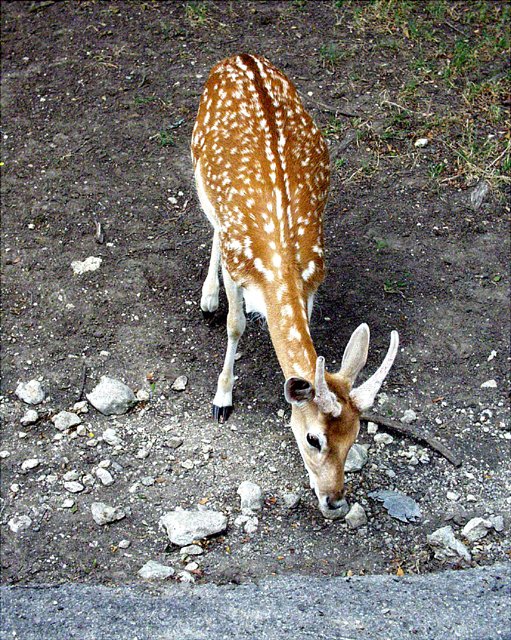 2001 Fossil Rim-036.jpg