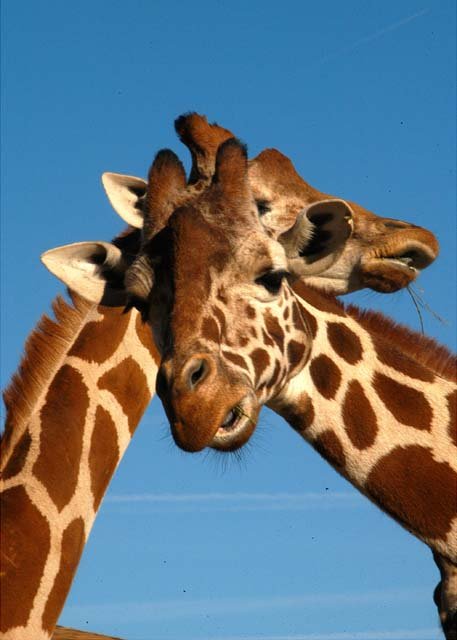 2003 Fossil Rim-064.jpg