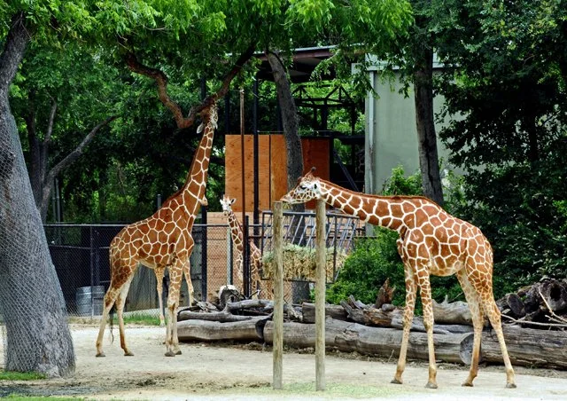 FWZoo-355.jpg