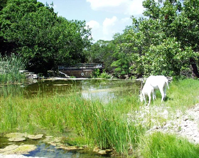 2001 Fossil Rim-005.jpg