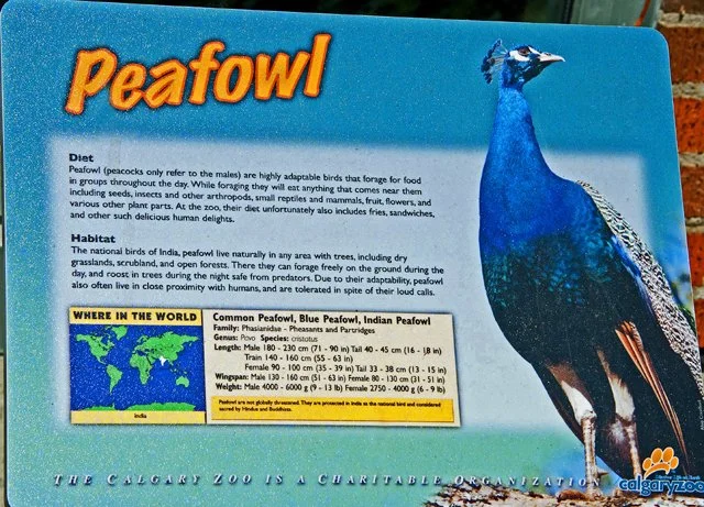 2011 Calgary Zoo-120