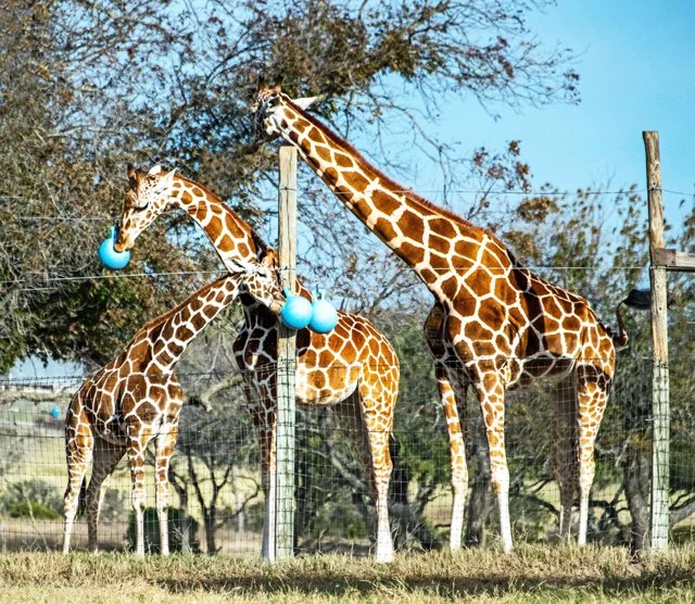 Fossil Rim-161.jpg