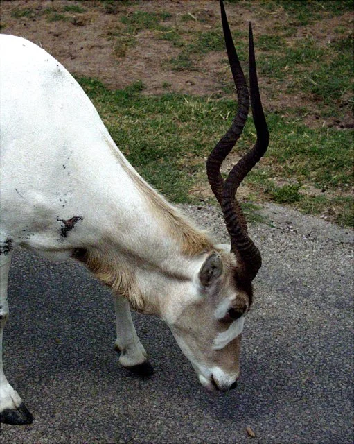 2001 Fossil Rim-081.jpg