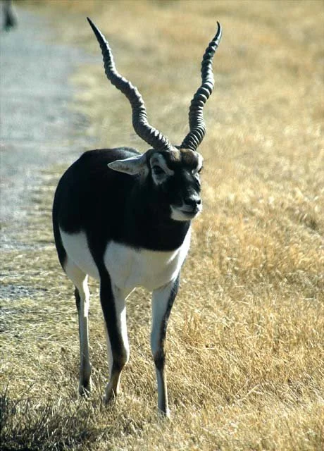 2003 Fossil Rim-155.jpg
