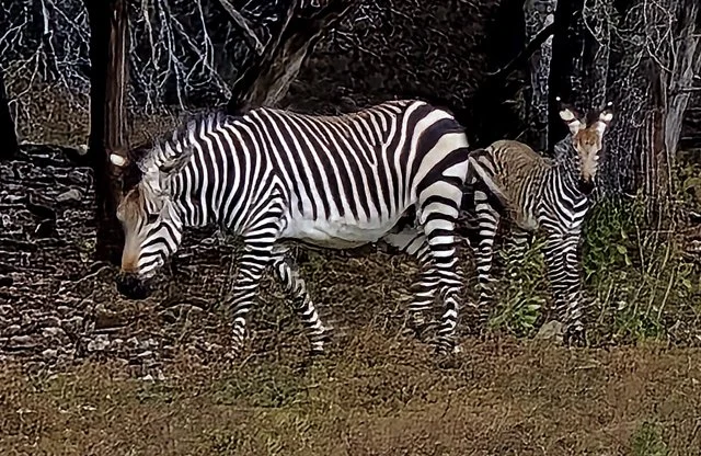 Fossil Rim-326