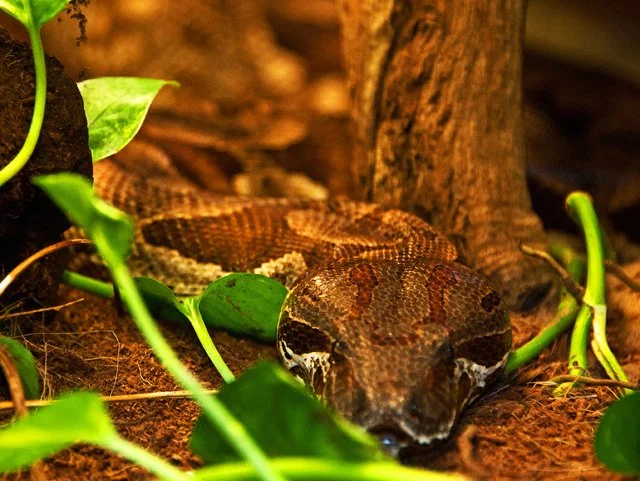 2011 Calgary Zoo-270