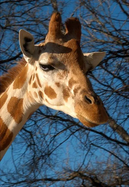 2003 Fossil Rim-056.jpg