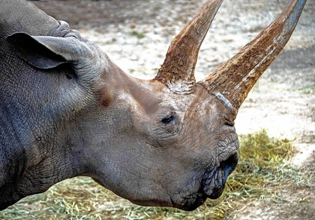 Fossil Rim-254.jpg