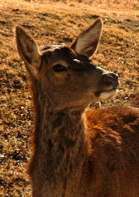2003 Fossil Rim-102.JPG