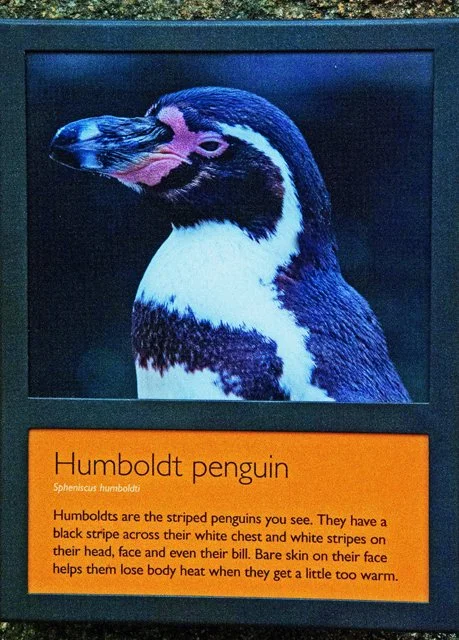 Penguins-162.jpg