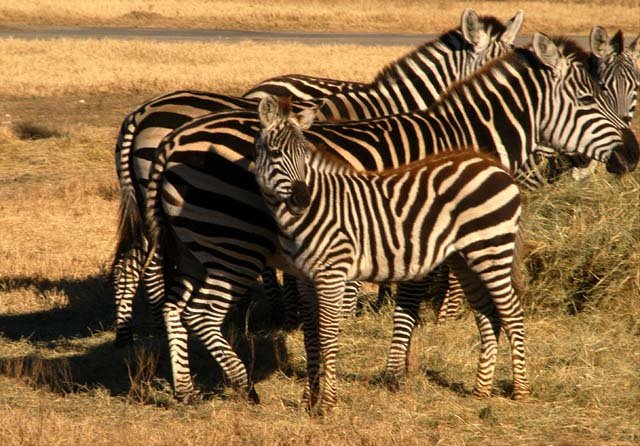 2003 Fossil Rim-083.JPG