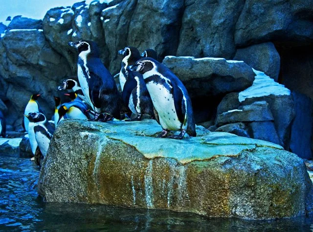 2012 Penguin Plunge-190