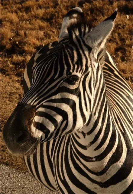 2003 Fossil Rim-087.JPG