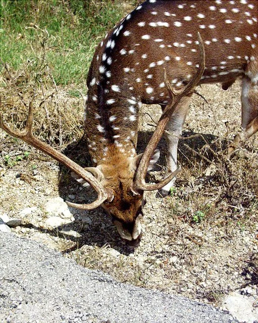 2001 Fossil Rim-073.jpg
