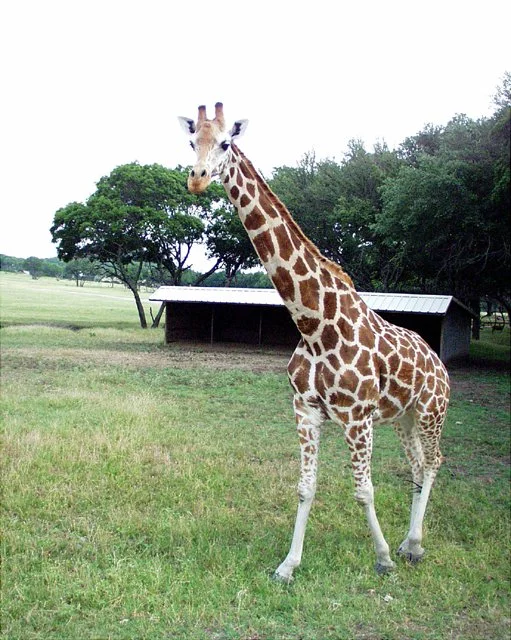 2001 Fossil Rim-048.jpg