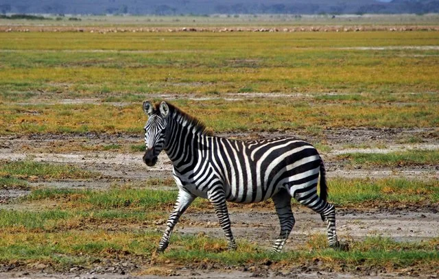 Zebras, Wildebeest-001