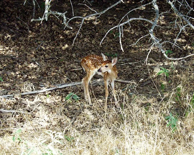 2001 Fossil Rim-033.jpg
