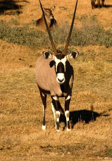 2003 Fossil Rim-038.JPG