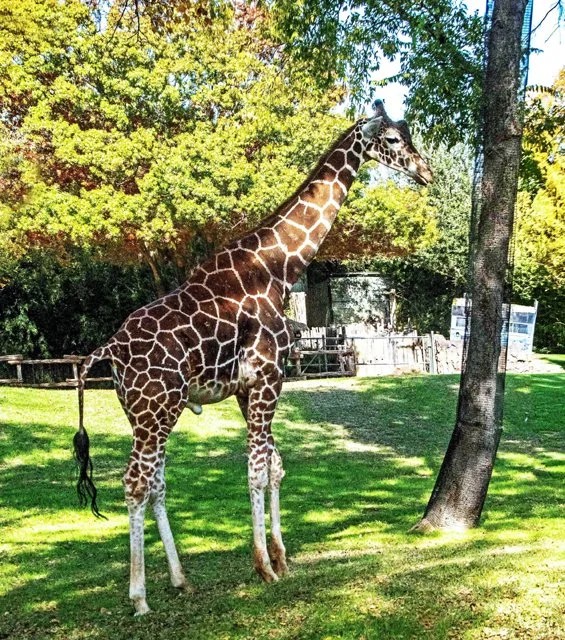 FW Zoo-117.jpg