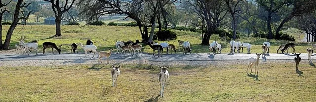 Fossil Rim-097.jpg