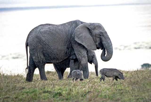 Elephants-001