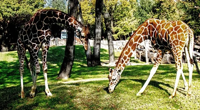 FW Zoo-115.jpg