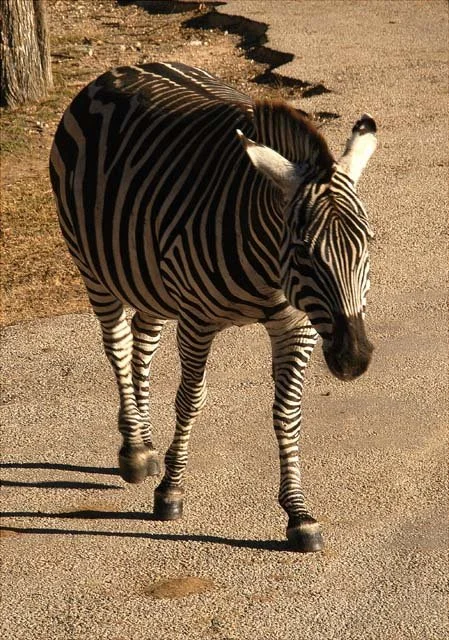 2003 Fossil Rim-086.JPG