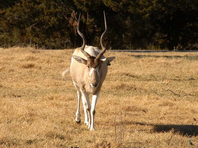 2003 Fossil Rim-131.JPG