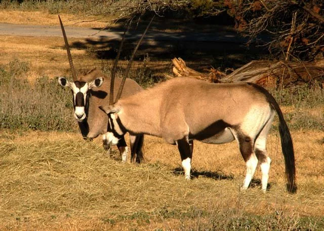 2003 Fossil Rim-037.JPG