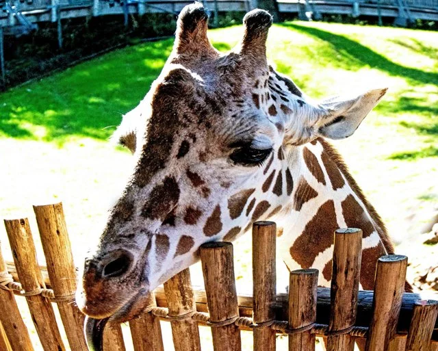 FW Zoo-125.jpg