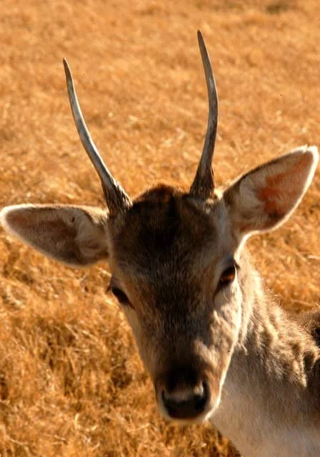 2003 Fossil Rim-164.jpg