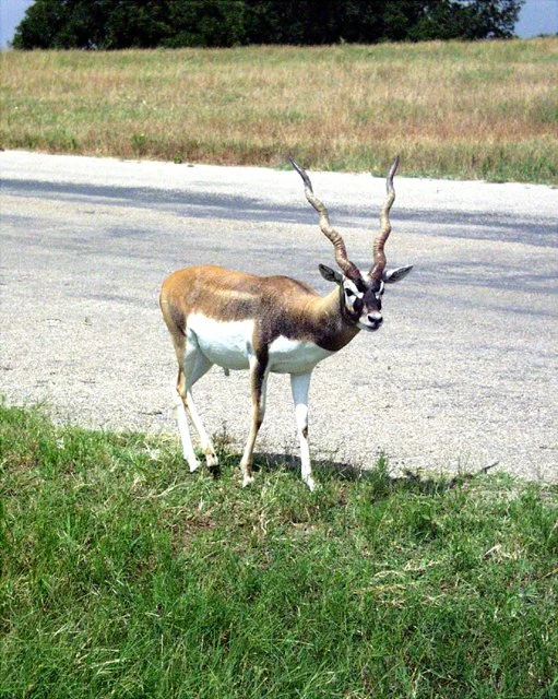 2001 Fossil Rim-039.jpg