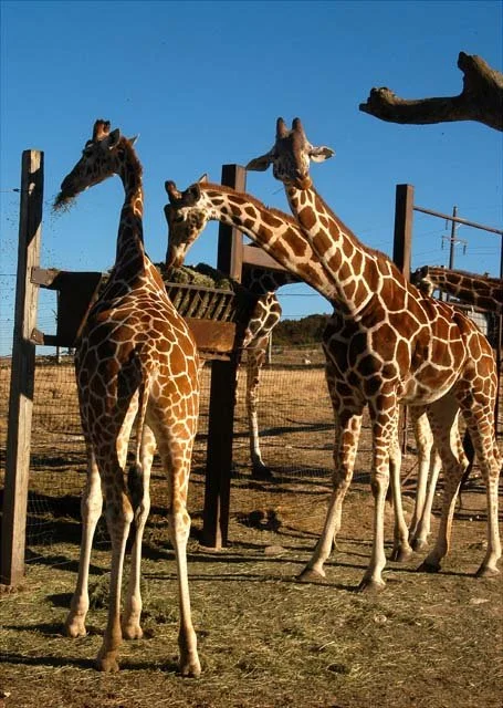 2003 Fossil Rim-063.jpg